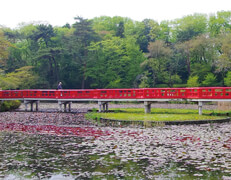 岩槻城址公園「八ツ橋」